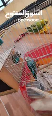  10 موجود جوز كوكتيل شغالات ميه الميه
