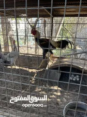  1 للبيع طيور باكستانيه