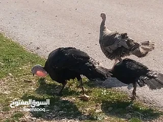  3 طقم حبس بسم الله ما شاء الله نخب النخب صحه ونضافه شغال 100/100 في منهم ثنتين طامات وحده ع 15 بيضه