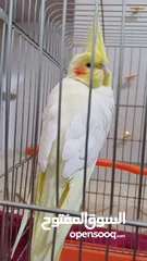  3 ببغاء كوكتيل اصفر البينو عين حمرا جاهز لبيتو الجديد    للبيع بسعر مغري جدا جدا جدا جدا جدا جدا جدا ج