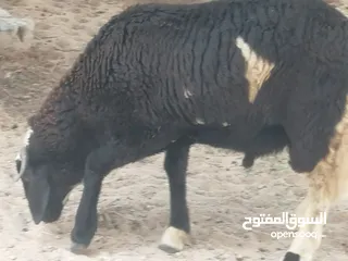  1 ثلاثة خرفان للبيع