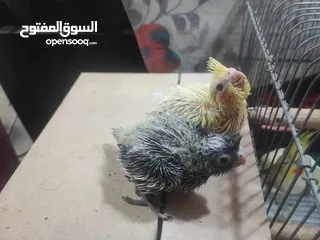  3 طيور كوكتيل للزق اليدوي مع خواتم جاهزه عمرهم بين 15 وال 17 يوم