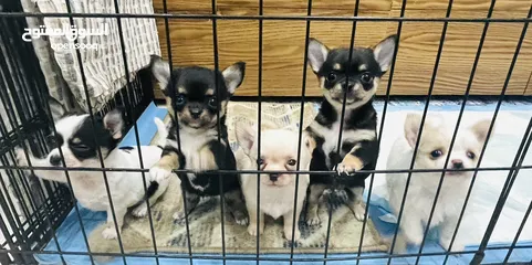  1 Pure Chihuahua ready Re Homing for A Lovely FurParents