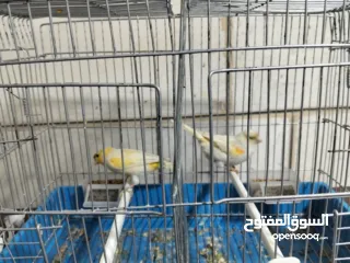  3 متاح بعد الصلاه على النبي كنار ذكور و اناثي المعني اقرا الوصف