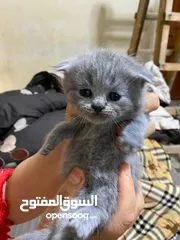  2 قطه ام مع اربعه اطفالها
