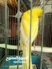  9 جوز كنار بناديق  شغال مع فرخهن