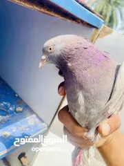  1 مطلوب لوت فحله ثنين