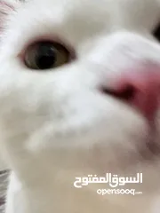  15 قط سكوتش جميل و كاريزما