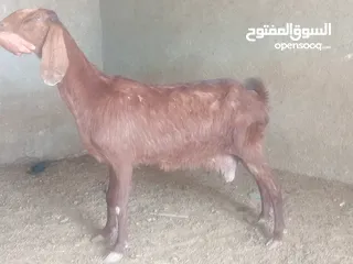  5 بسم الله الرحمن ارحيم معز فل لحم وسن صغير ضحايه