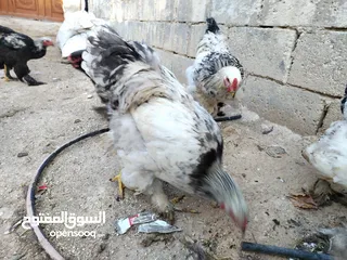  3 جاج برهما للبيع