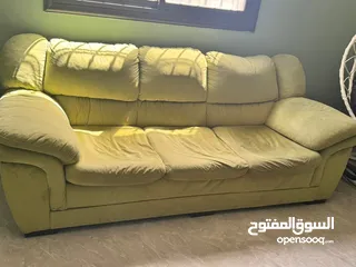  1 كنب دب أمريكي