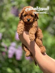  9 korean toy poodle T_cup now in Jordan كورين توي بودل تيكب