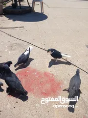  12 حمام للبيع