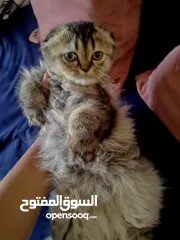  2 سكوتش فولد لونج هير للبيع ..........