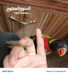  4 ببغاء لوري اليف