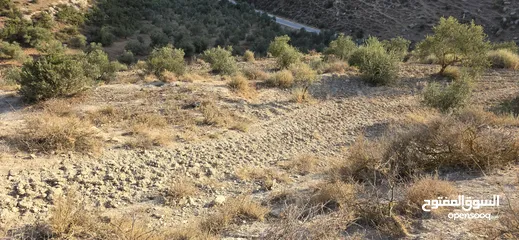  15 ارض زراعيه للبيع بني كنانه
