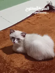  8 قط سكوتش فولد للبيع