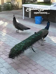  2 peacock , 2 males with tail, 2 female, 1 white and 1 brown