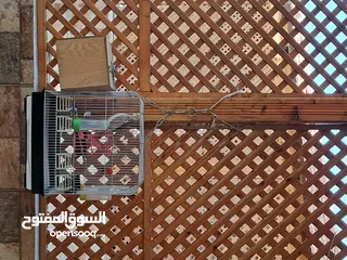  1 جوز كوكتيل للبيع شغال