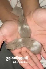  2 1 big hamster and 4 baby hamsters   1 هامستر كبير و 4 هامستر صغير