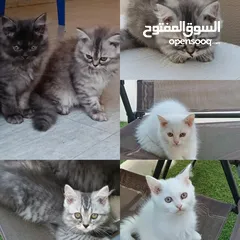  7 فقط للبيع شيرازية