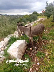  1 حمار للبيع حمار للبيع