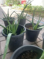  7 Cactus plant-Opontia Plant and Aloe vera
