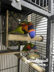  4 لوري الزوج Lori pair