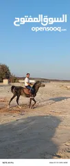  4 حصان عربي  العمر ثلاث سنوات