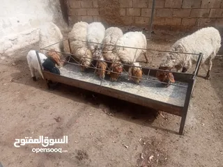  3 7 نعاج مقنوي ما شاء الله سن وديد ثنتين والدات وحده خاروف عمره شهرين ووحده معها عابوره وثنتين درار