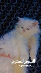  1 قط شانشيلا الليف جدا حنون العمر شهرين
