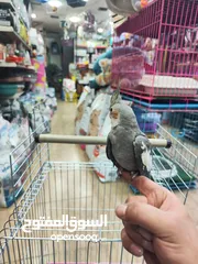 5 ببغاء كوكتيل اليف ، مع قفص و ستناد شاهد الوصف احلى هدية ، بالعيد لا تعايد خد طير لخطيبتك