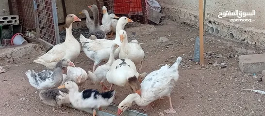  6 موجود وز وبط قطعه وحده