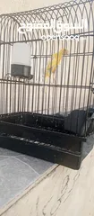  4 طيور للبيع