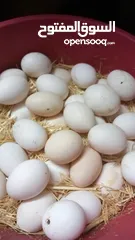  1 بيض مخصب للبيع