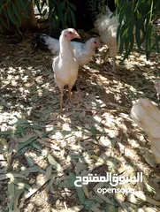 7 افراخ الوهمان عمر ثلث شهور وقريب ع اربعه للبيع يلي بدو يتصل