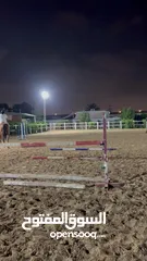  4 Jumping mare kids/beginner friendly