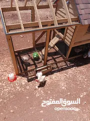  1 معالف دجاج خشبية - صناعة يدوية