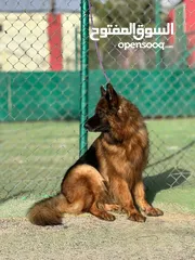  7 بــــــــسعر مغري سامويد وجيرمن