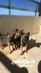  3 Malinois working line