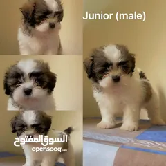  2 Shih Tzu puppies looking for new home