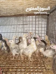  2 صوصان جاج مشكل للبيع العمر شهر وما فوق