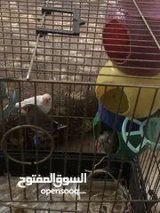  1 عصافير نوع زيبرا 3 حبات