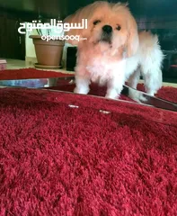  3 ذكر شيتزو وراد اوكارنيا