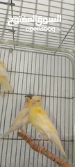  3 مخاليف كناري 5حبات