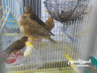  1 طيور كنار  كناري نحاسي و ماوردي  نخب من اندر الالوان واجملها
