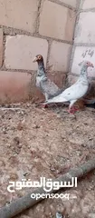  1 جوز جلوفت قراقطه