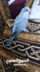  7 ببغاء كويكر. و دره. و فراخ دره و كويكر  تابع وصف طيور بسعر حرق