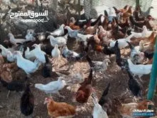  6 للبيع دجاج عماني العمر2 شهر و 20 يوم   الحبه ع ريال