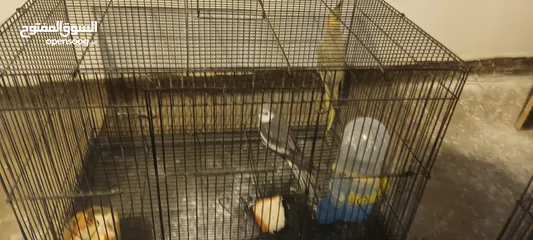  1 للبيع زوج كوكتيل ممتاز بمواصفات في الوصف